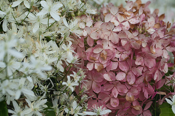 Fall Hydrangeas