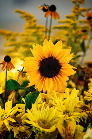 Bring the Sun In
