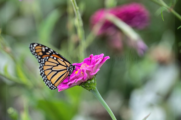 Butterflies & Zinnias