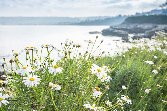 La Jolla Daisies