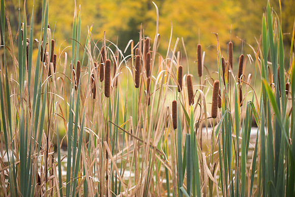 Wildwood Cattails