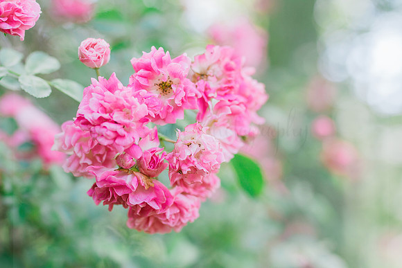 Soft Pink