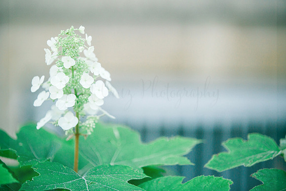 White Hydrangea